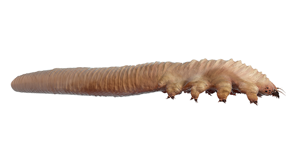 Picture of Demodex Mite